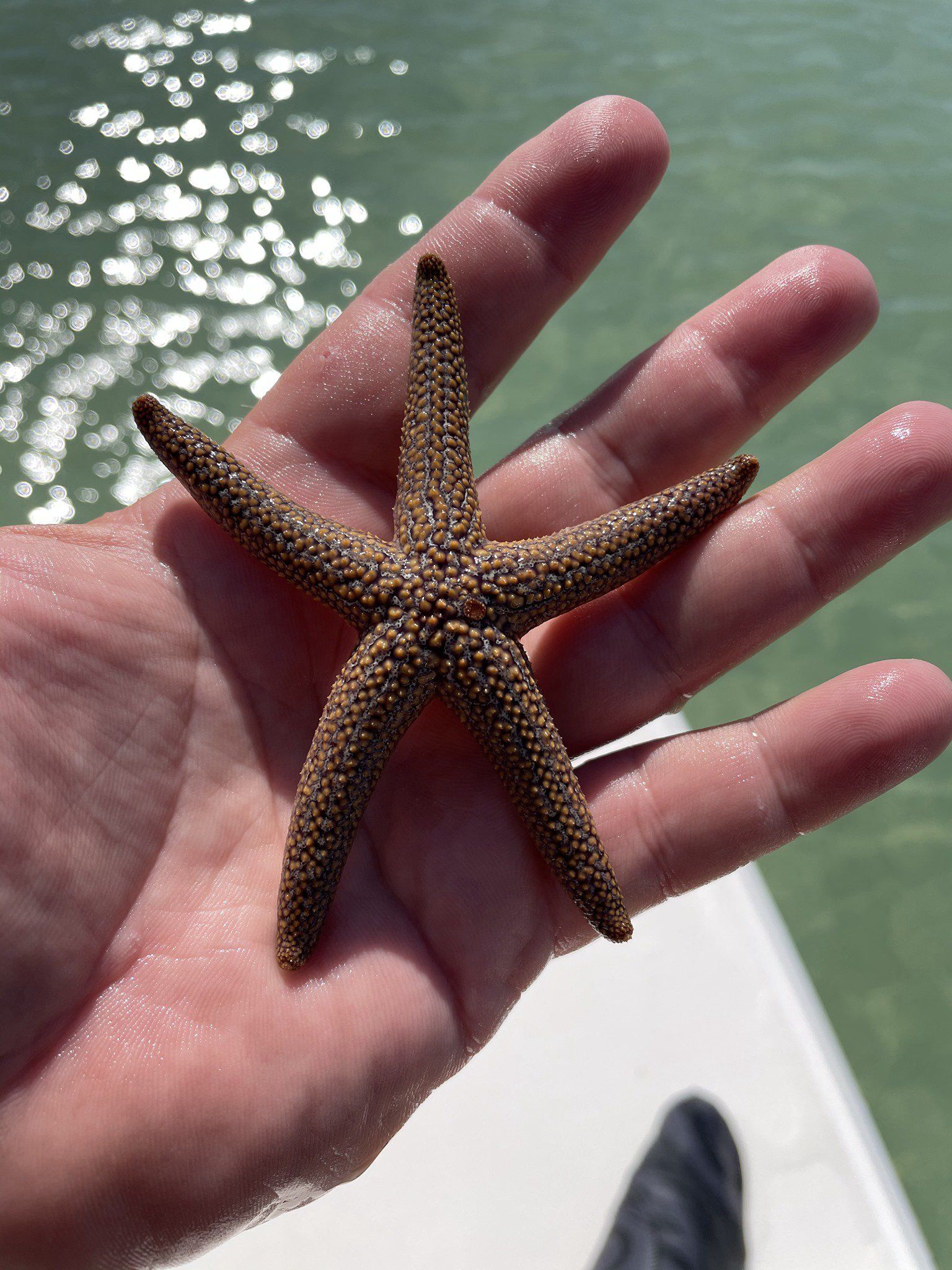 Sandstones and starfish