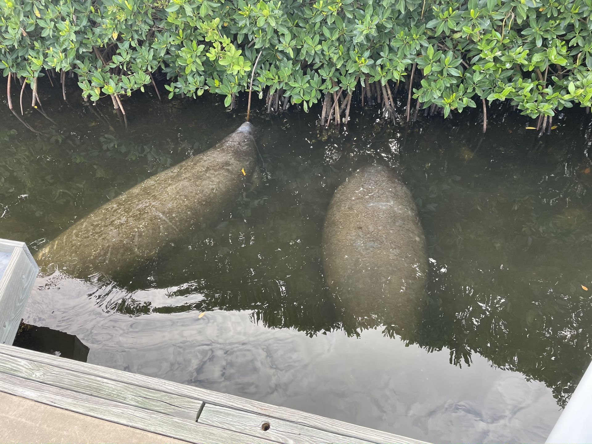 Two manatees