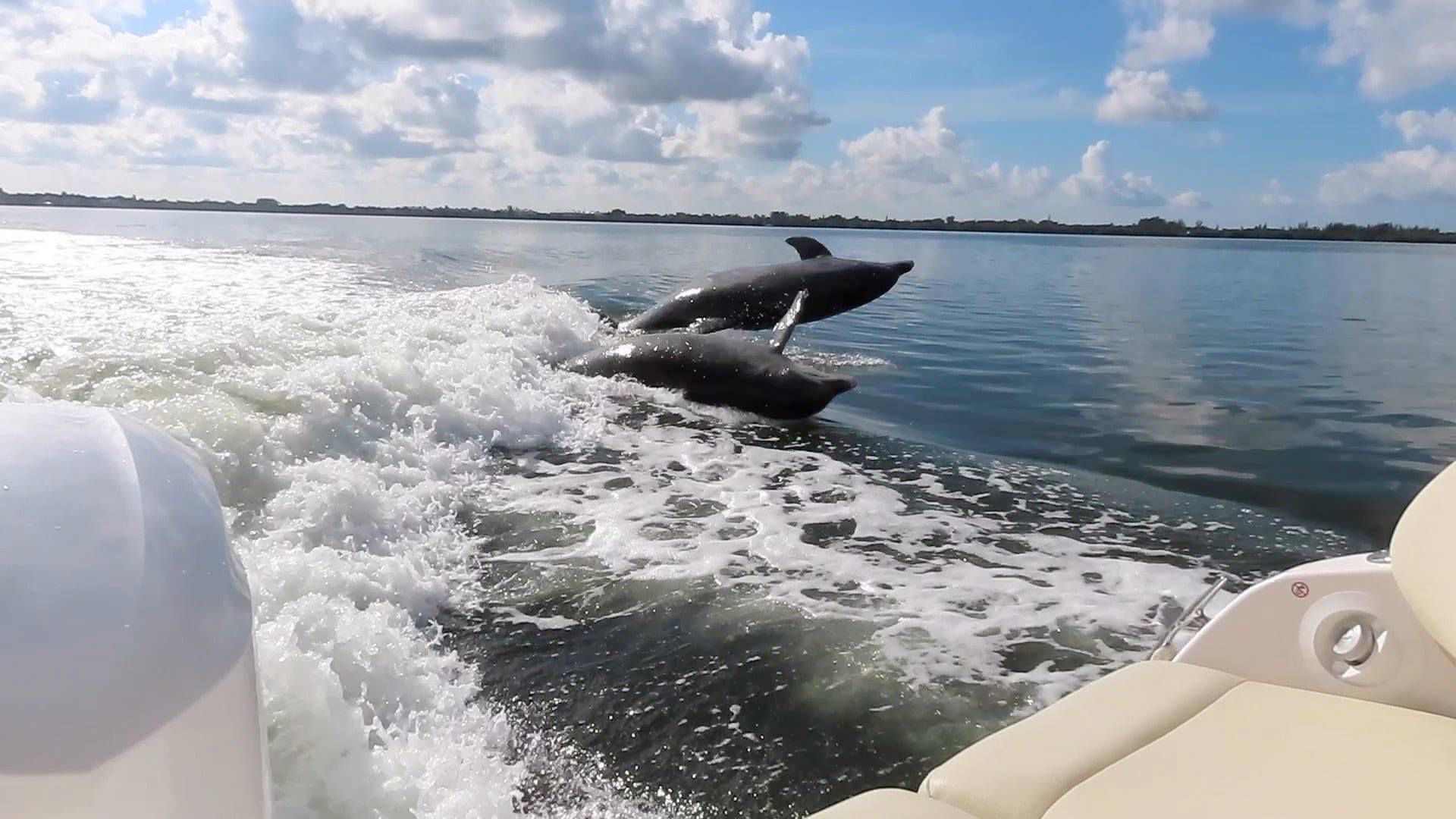 dolphins jumping out of water