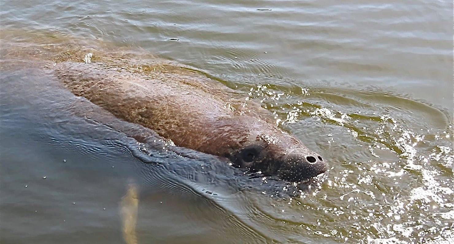 Manatee swimming on the ocean