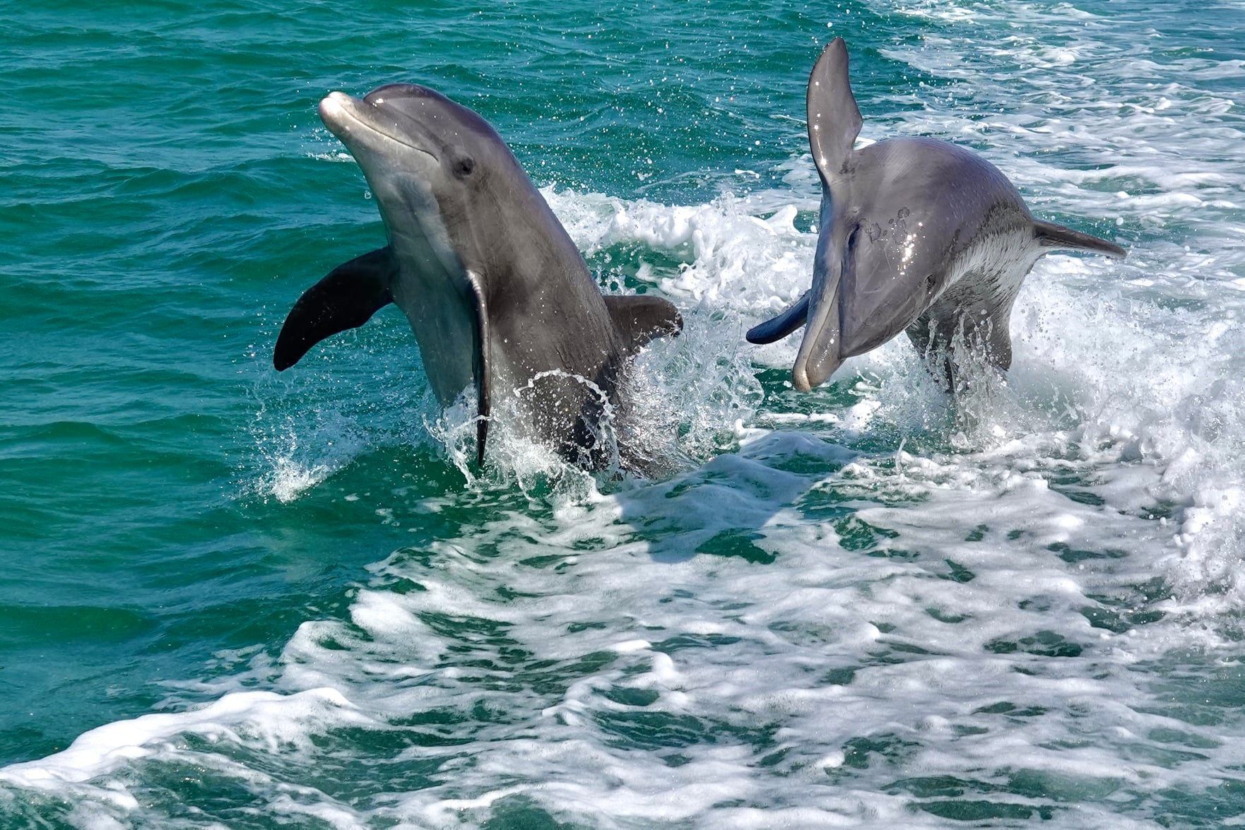 Experience a dolphin tour as part of a day trip to Anna Maria Island