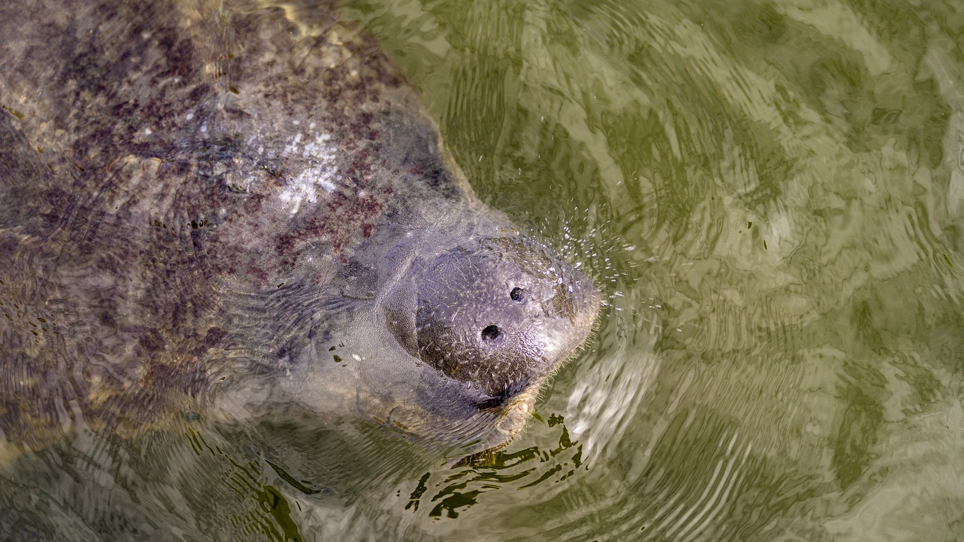 A manatee is swimming in a body of water.
