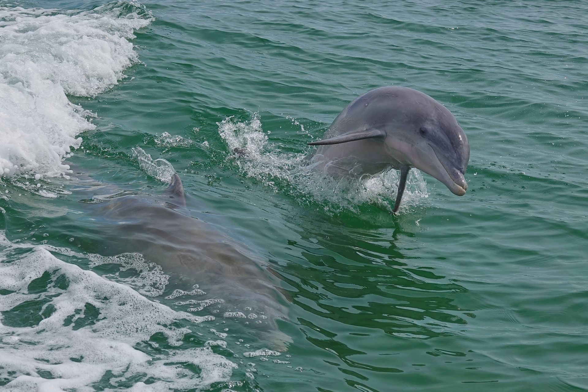 Two dolphins are swimming in the ocean near a boat.