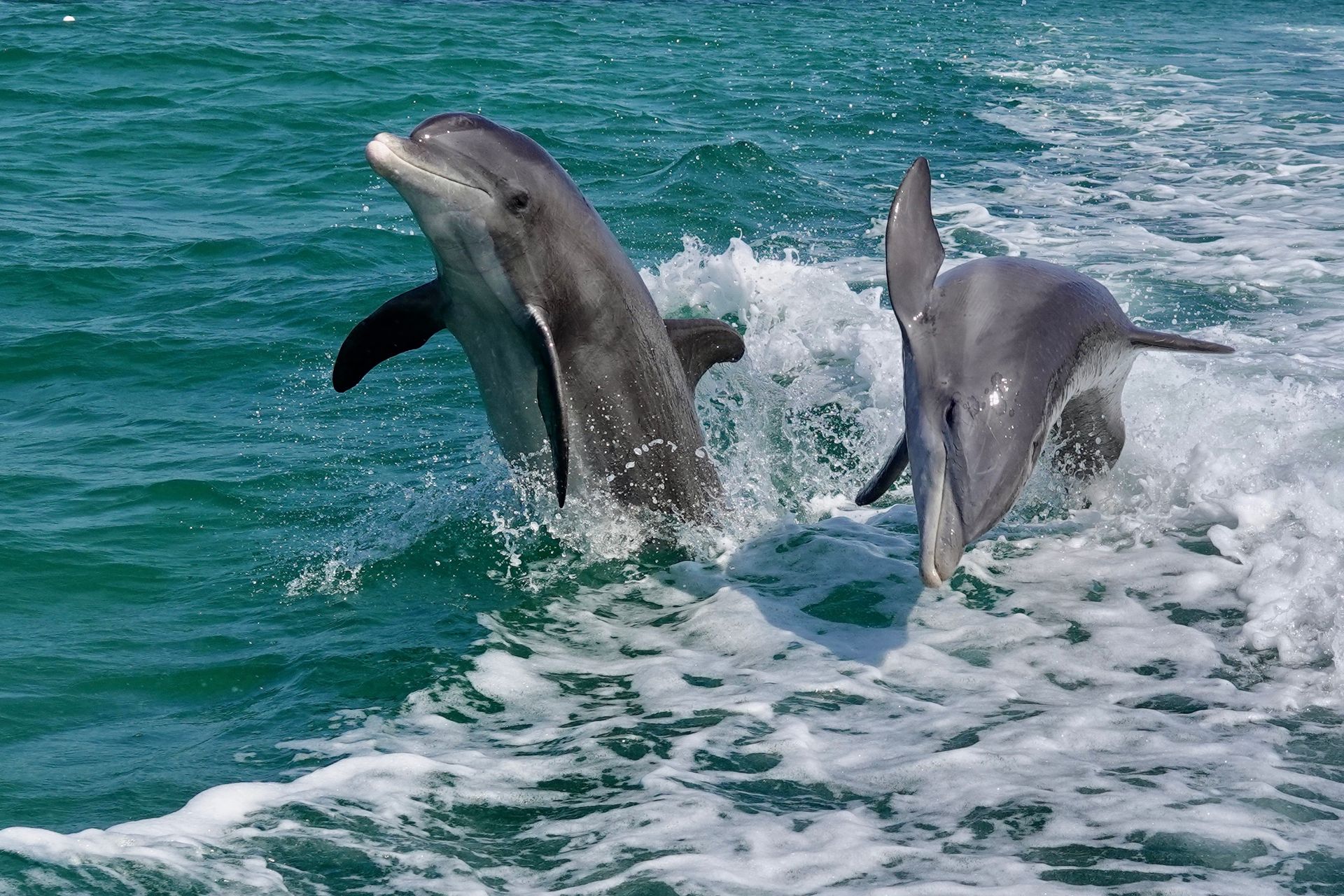 Two playful dolphins