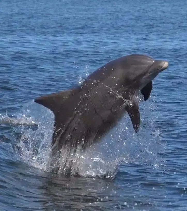 A dolphin jumps out of the water