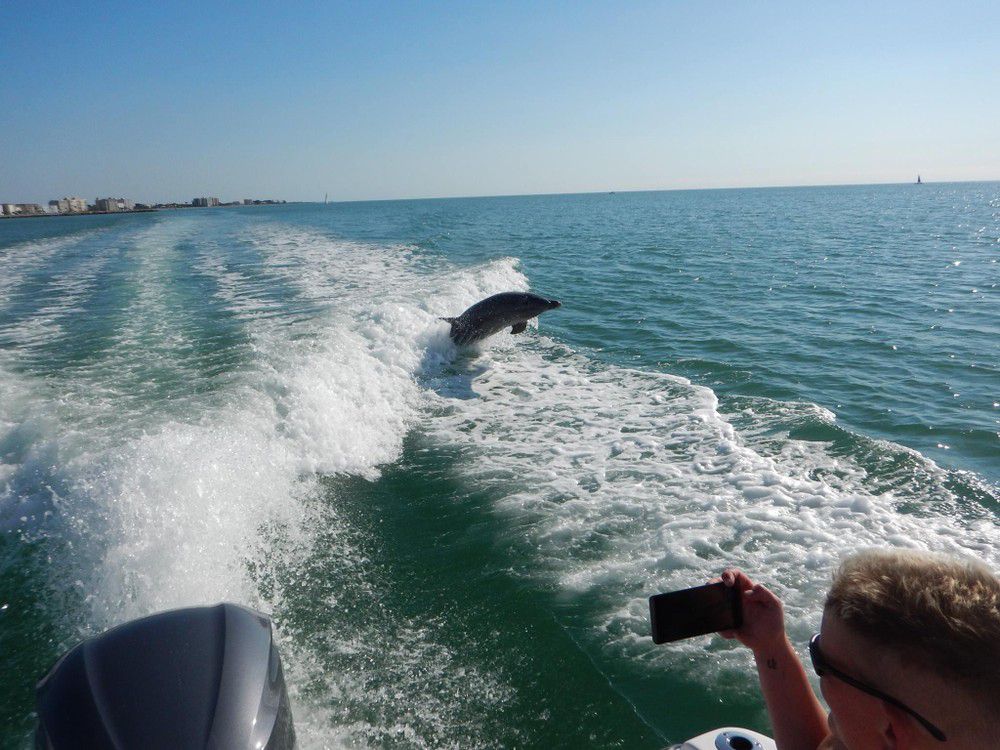 Dolphin tour as one of the water activities around Anna Maria Island