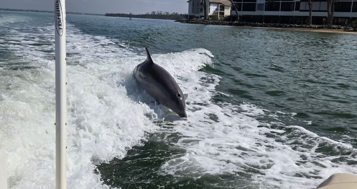 A dolphin is swimming in the water near a boat.