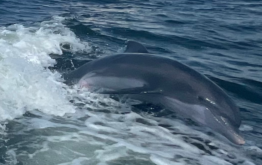 A dolphin is swimming in the ocean near a boat.