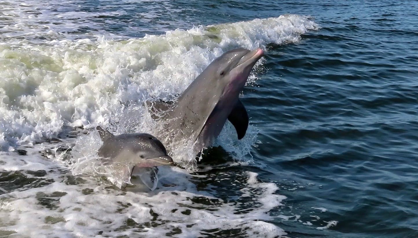 two dolphins jumping out of ocean water