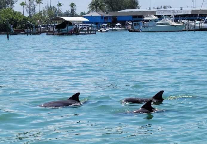 Three dolphins are swimming in the water near a marina