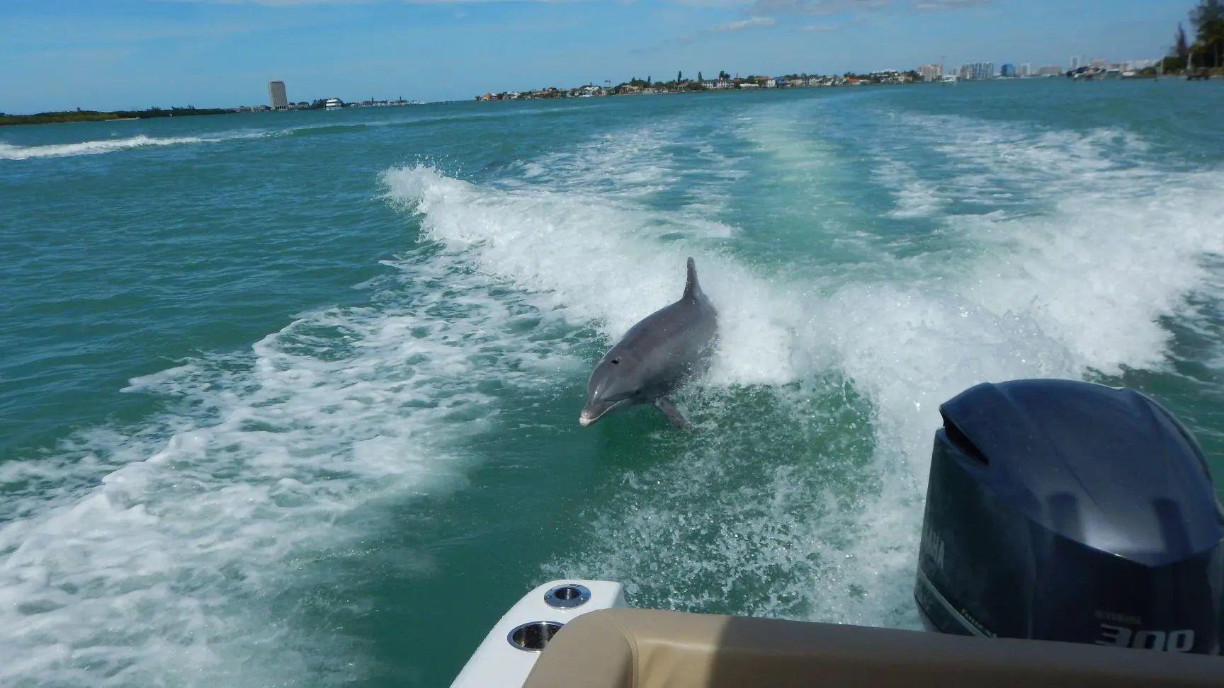 A dolphin is following the boat