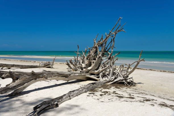 A pile of driftwood on a beach with the ocean in the background.