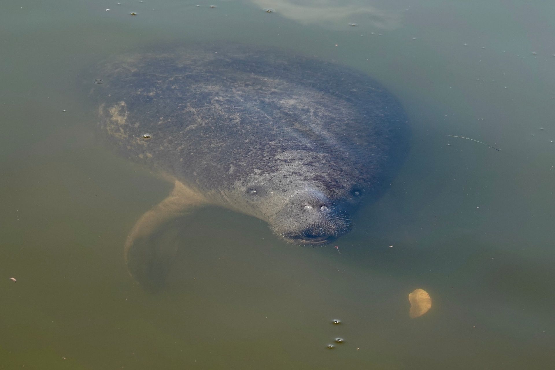 A manatee is swimming in a body of water