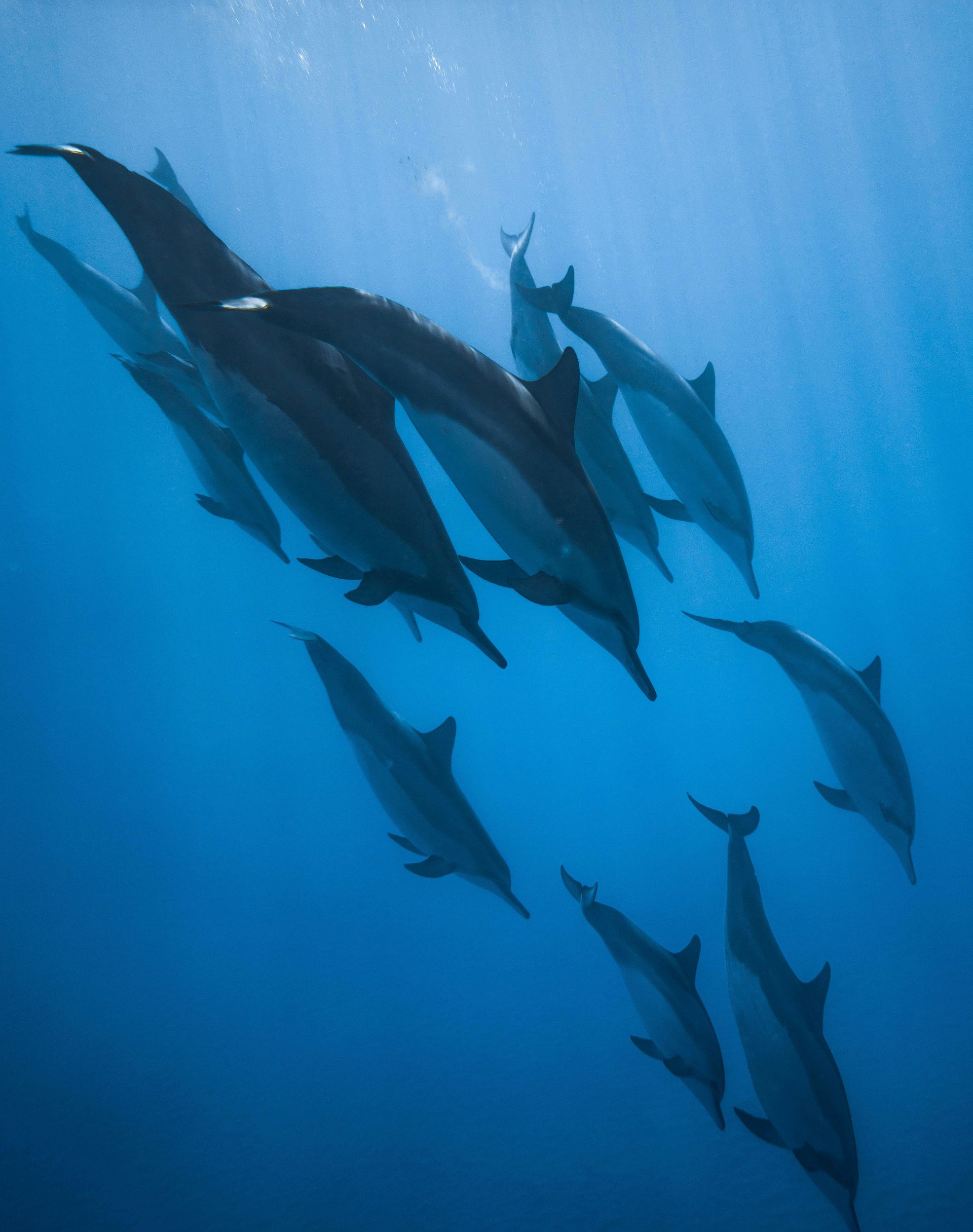 group of dolphins