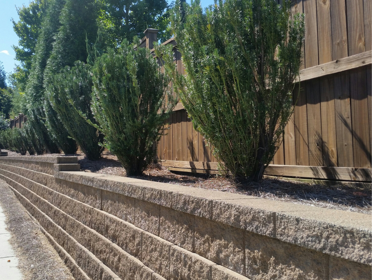 Row of green bushes against a wooden fence, planted on a tan retaining wall. Sunny day.