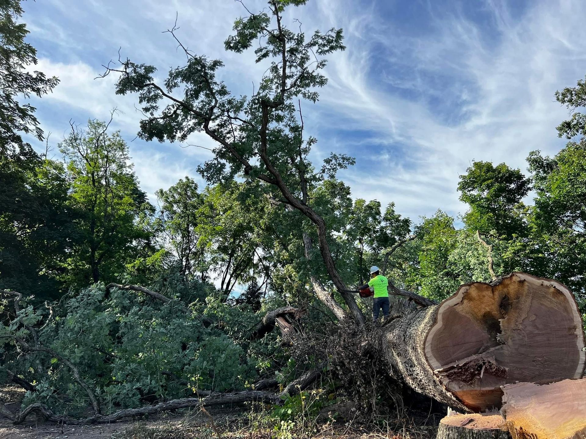 A man is standing on top of a large log in the middle of a forest.