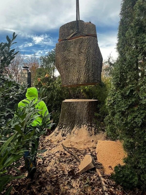 A large tree stump is being lifted by a crane.