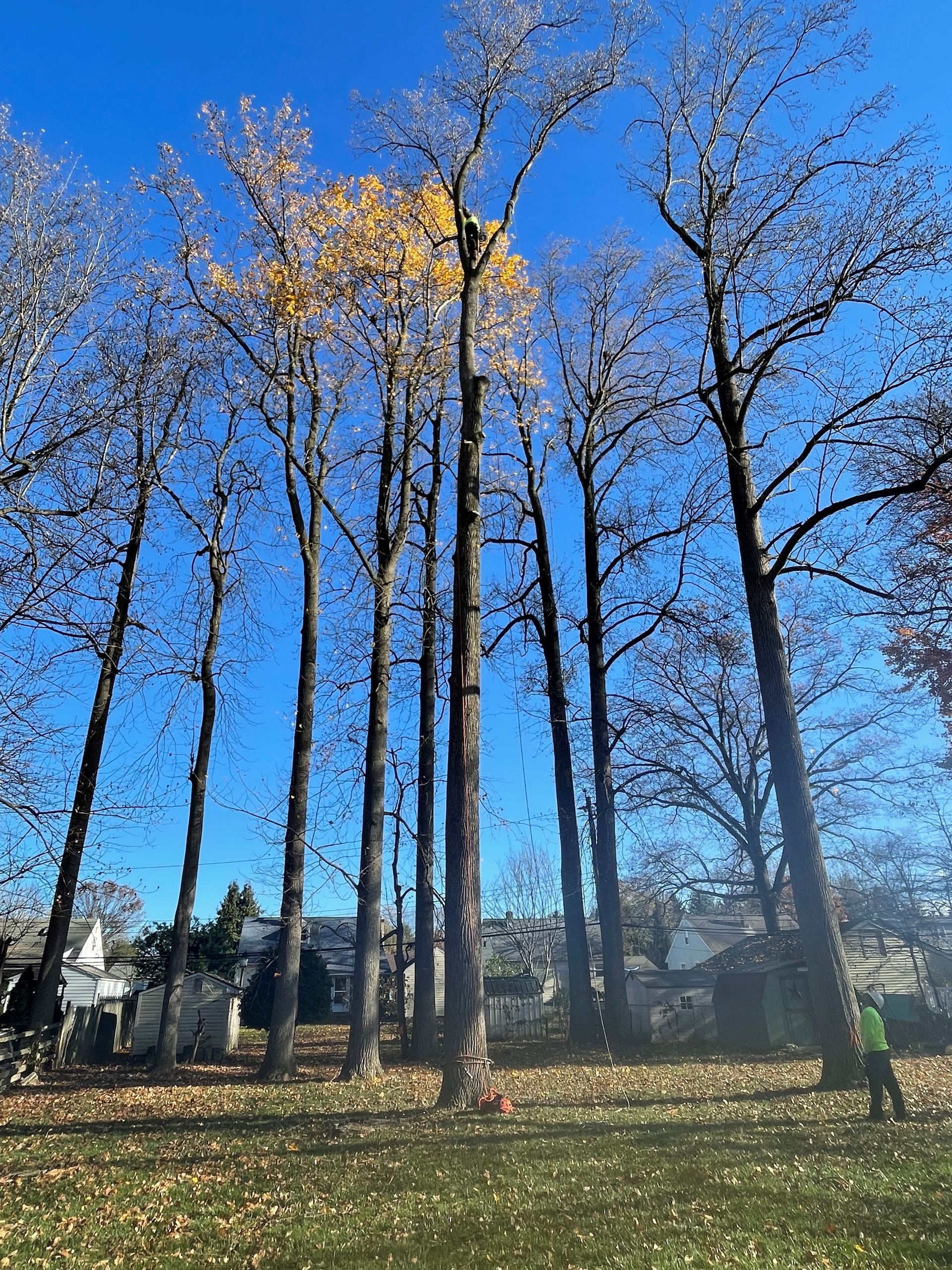 A group of trees in a park with a blue sky in the background.