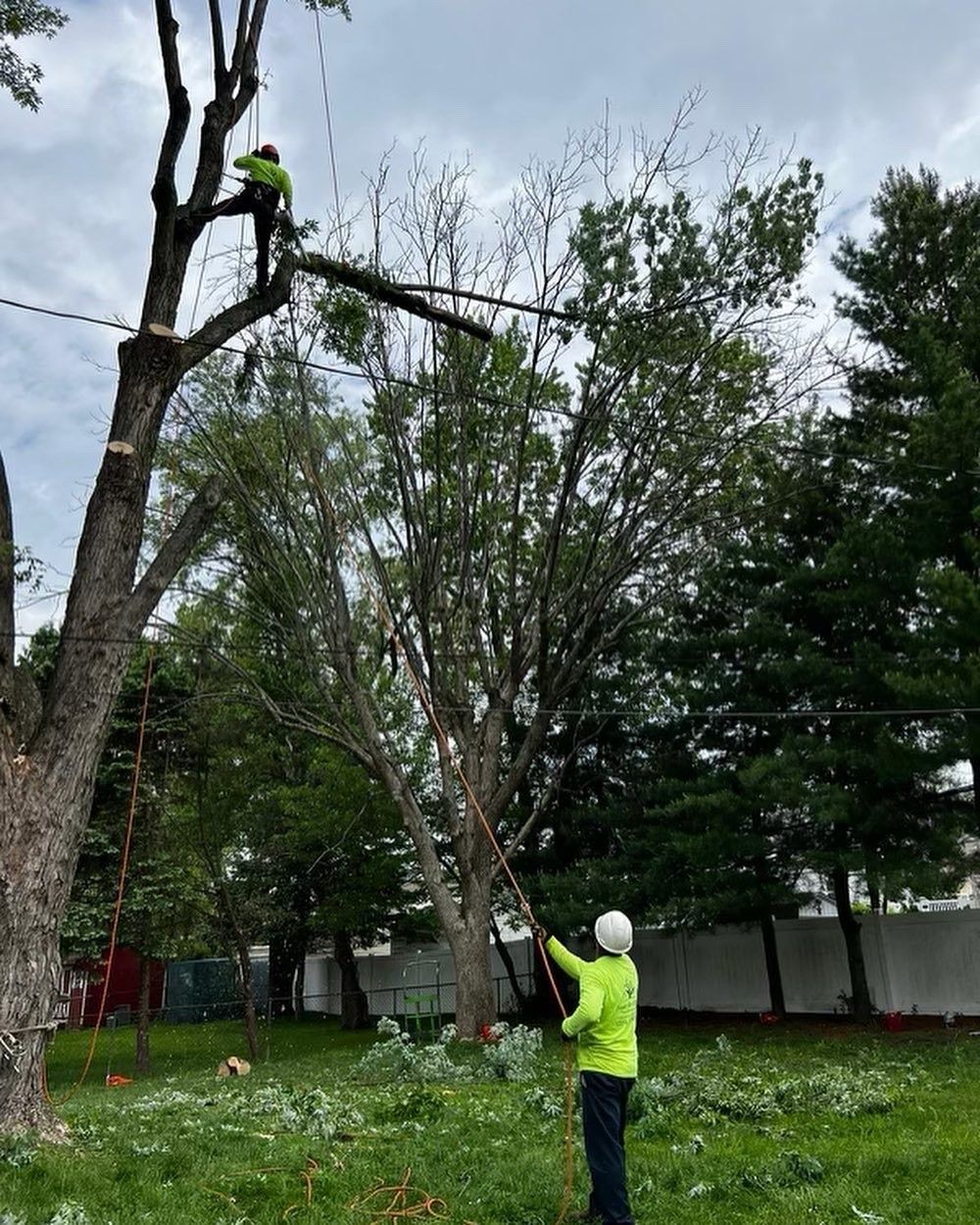 A man is cutting a tree in a park with a chainsaw.