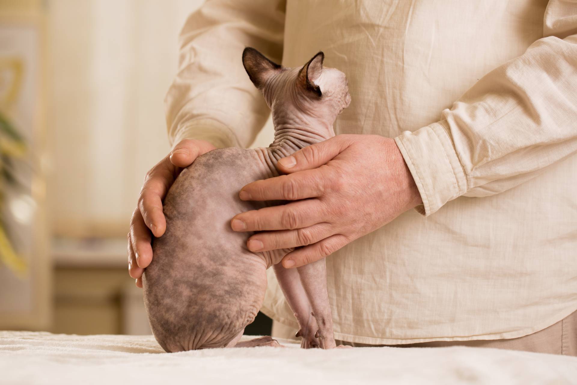 Reiki session for an animal