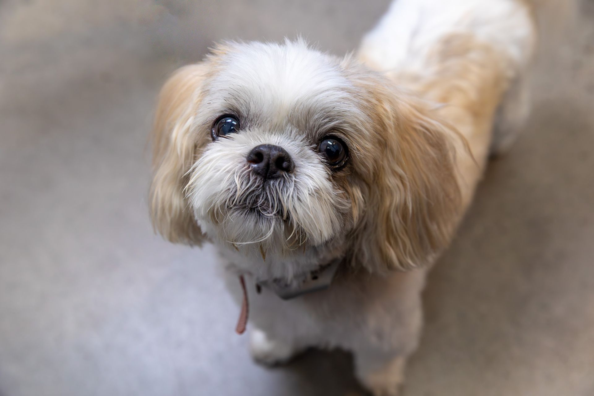 Small, fluffy Shih Tzu dog looking upwards with brown and white fur.