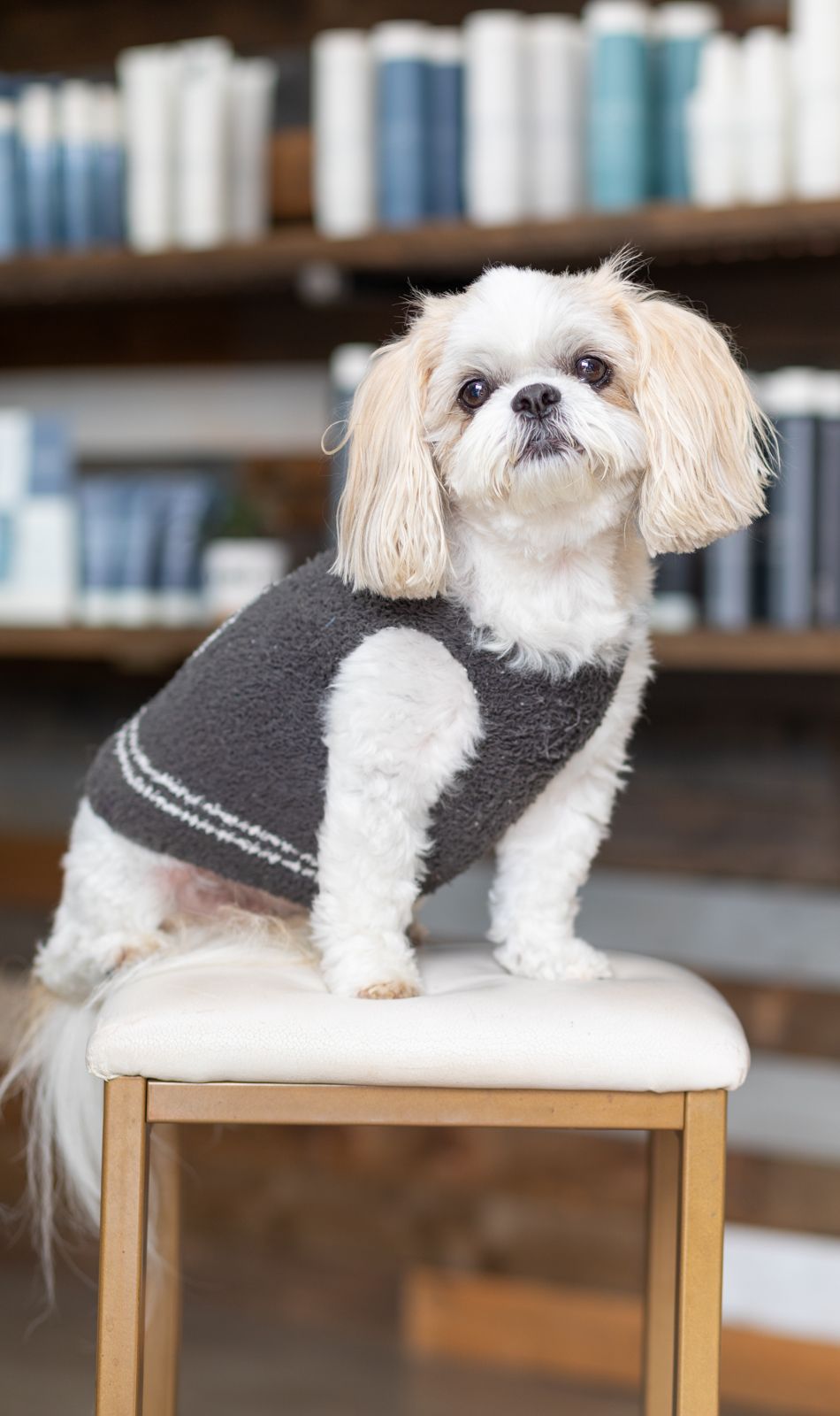 Shih Tzu dog with white and tan fur, looking up with a neutral expression.