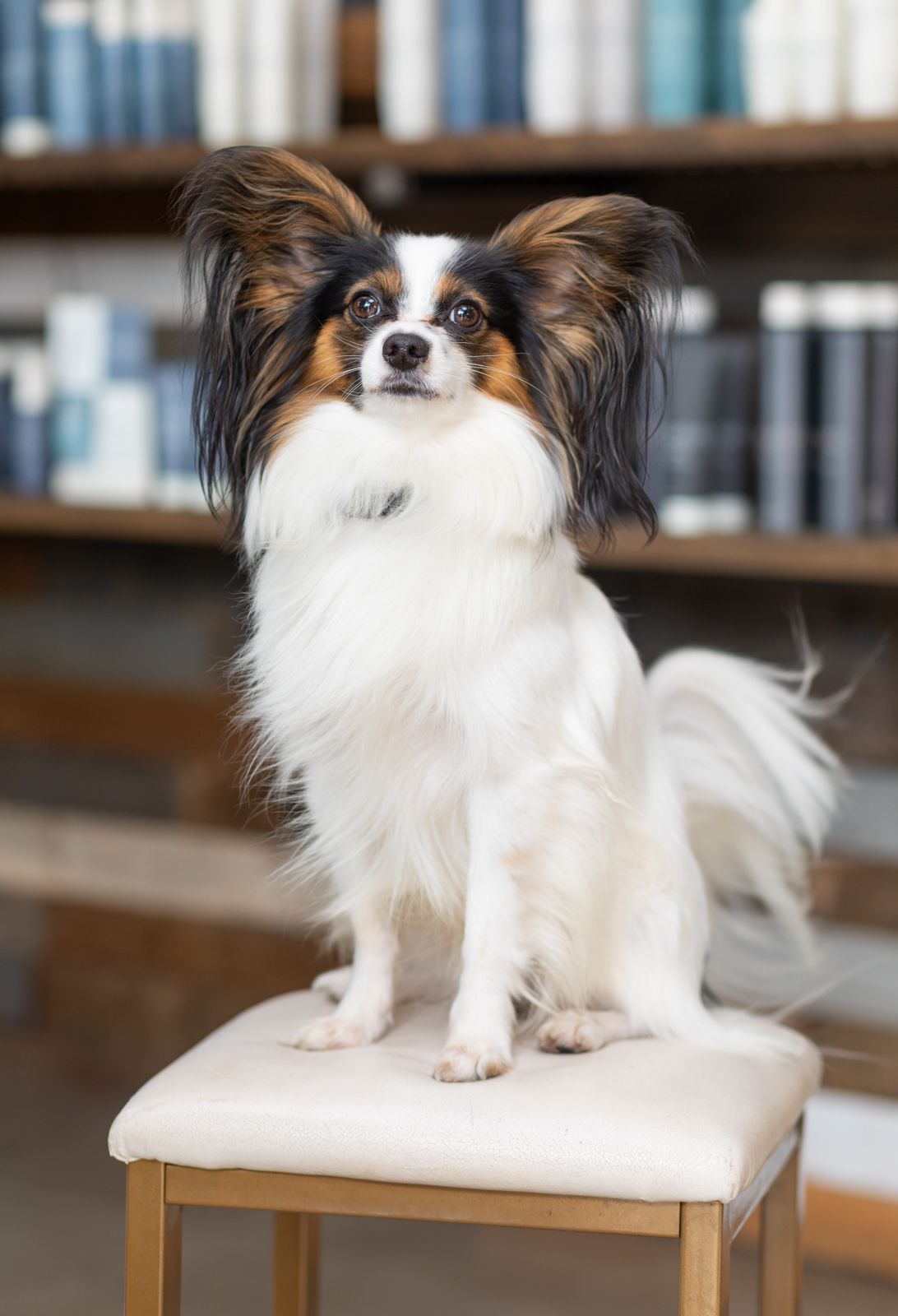Papillon dog with large, fringed ears, tricolor coat, looking forward.