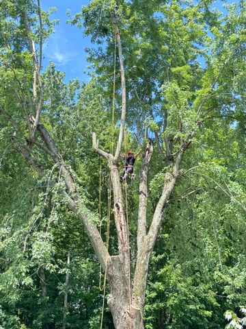 An arborist wearing safety gear uses a chainsaw to trim a tree branch from a yellow aerial lift bucket.