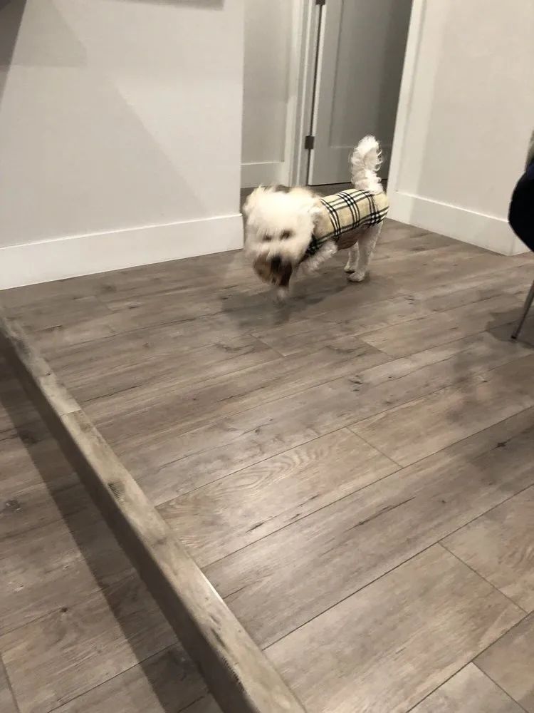 A small white dog is running on a wooden floor