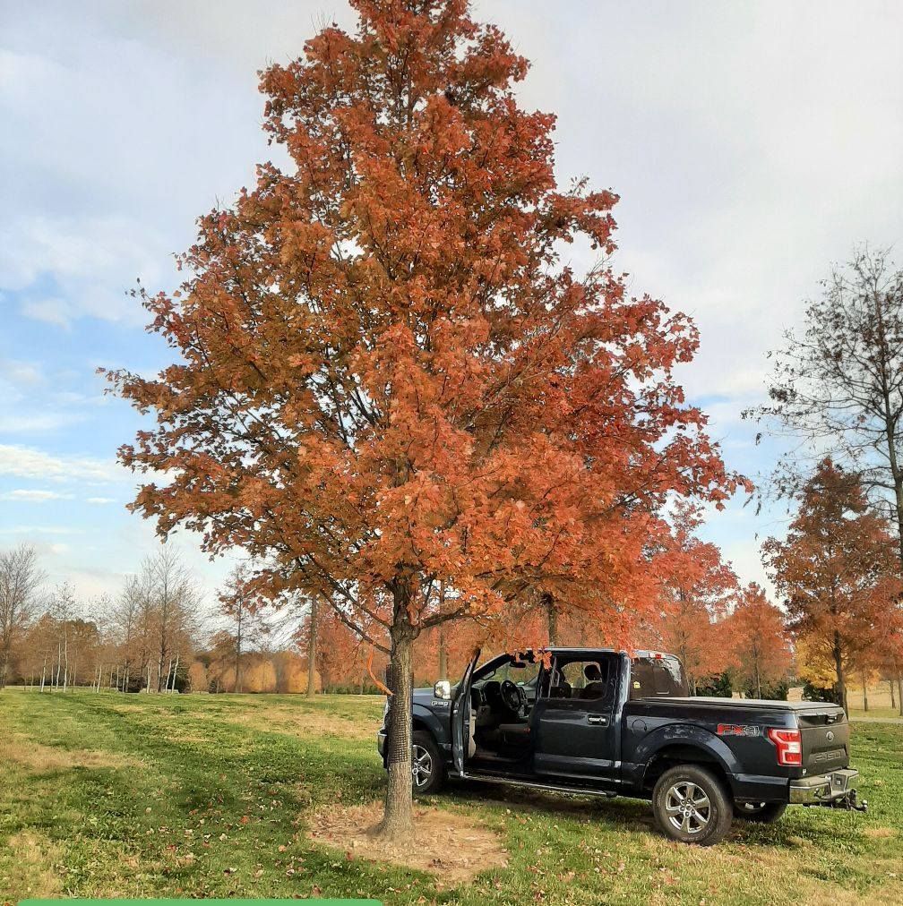 A crane lifts a large, balled-and-burlapped evergreen tree through the canopy of a deciduous forest.