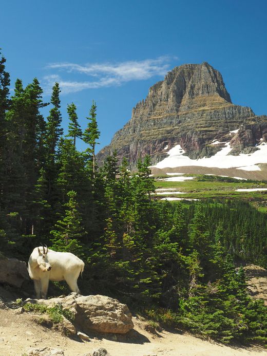 A mountain goat standing on a rock in front of a mountain
