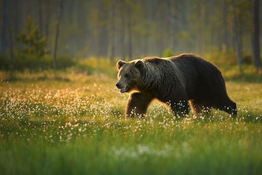 A brown bear is walking through a grassy field.