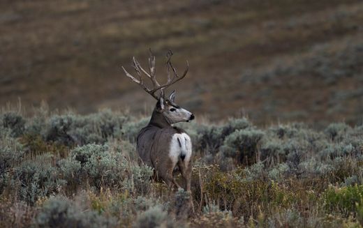 A deer with antlers is standing in a field of tall grass.