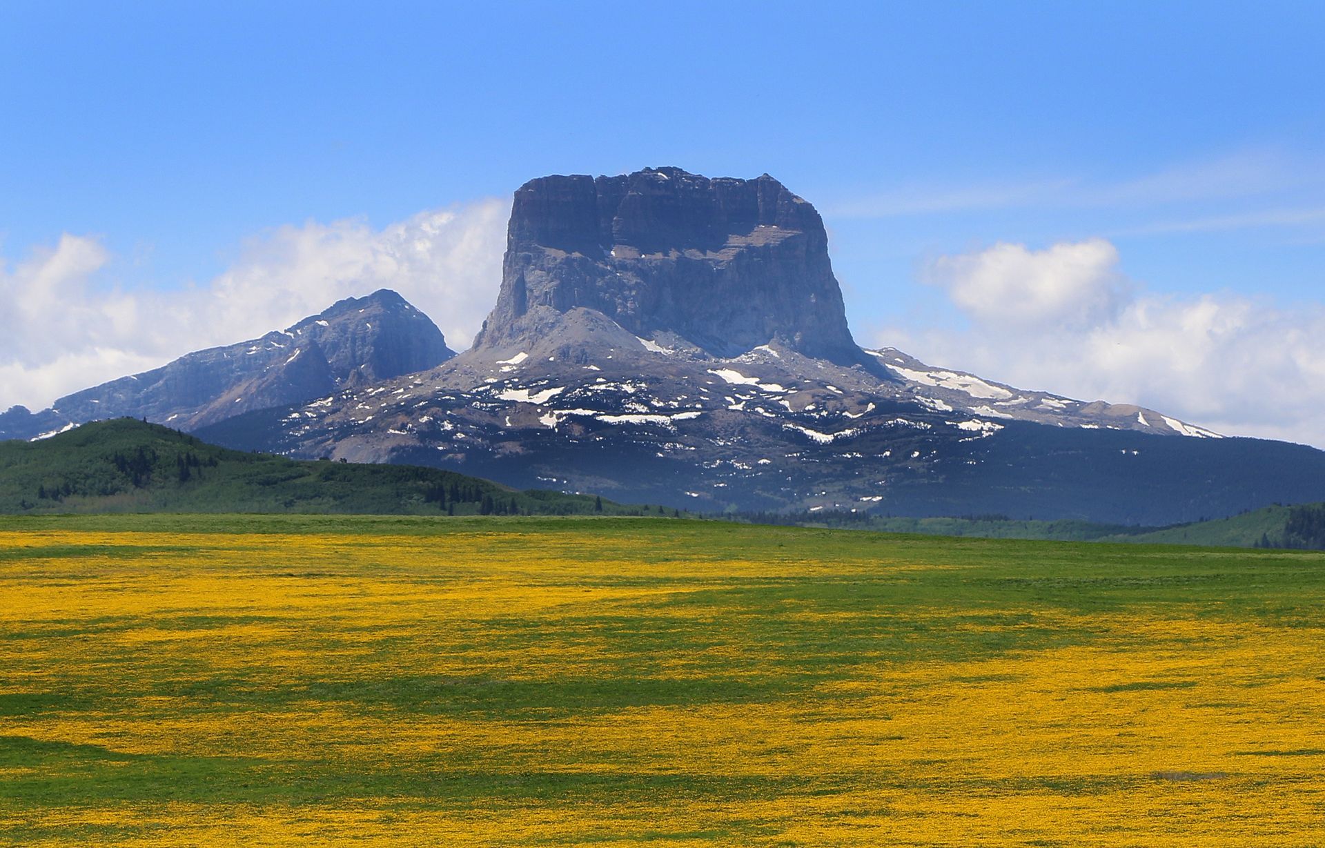 A field of yellow flowers with a mountain in the background