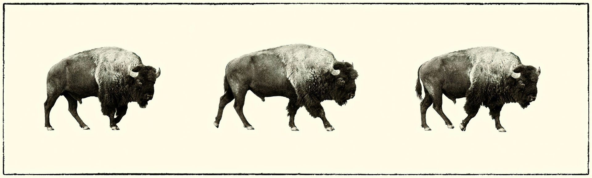 Three bison are standing next to each other on a white background.