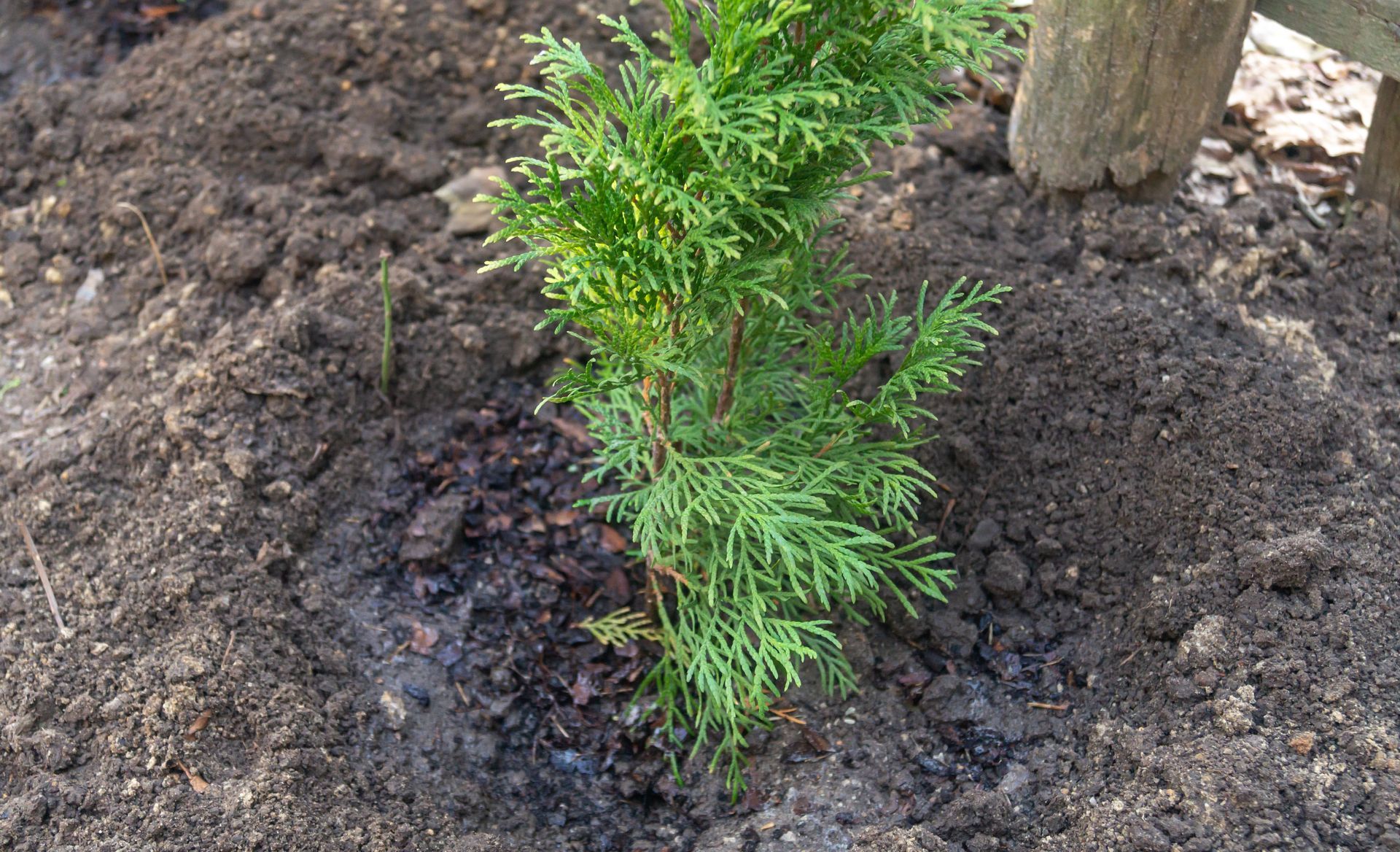 A small tree is being planted in the dirt next to a wooden fence.