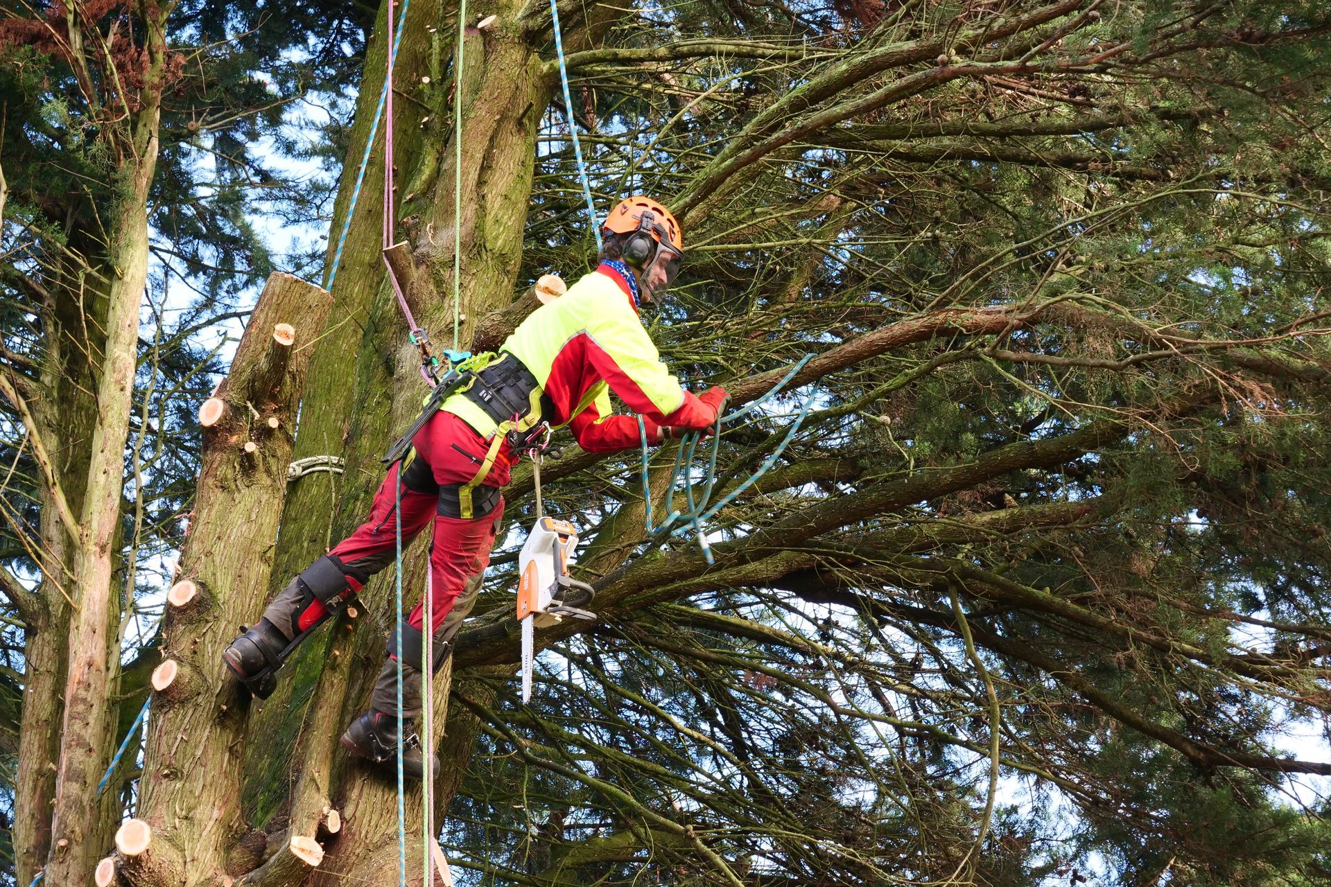 A man is climbing a tree with a chainsaw.