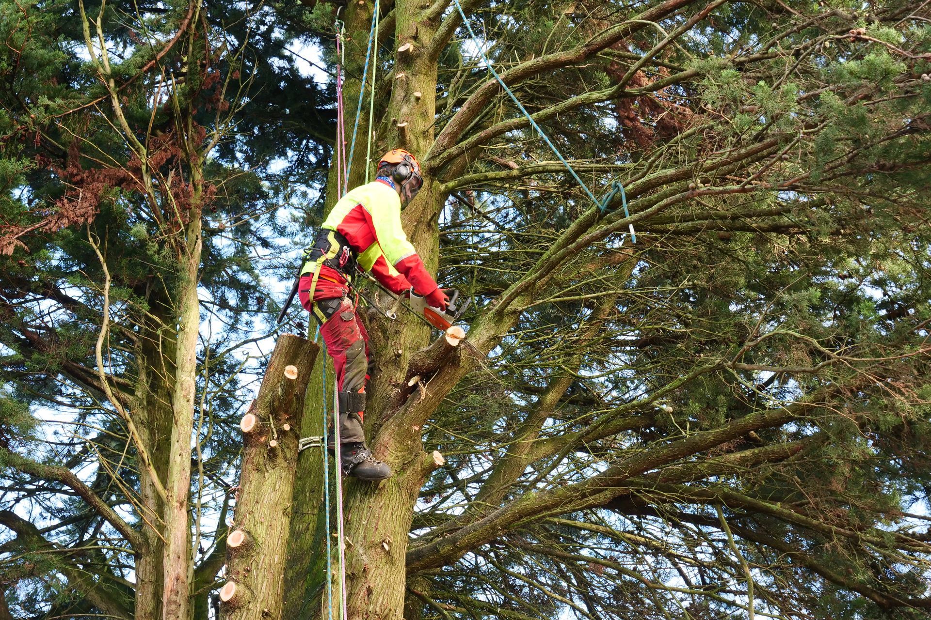 A man is climbing a tree with a chainsaw.