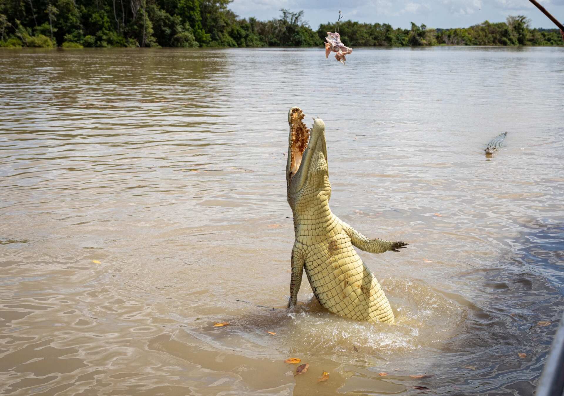 Croc Jumping Tour Darwin Adelaide River Cruises