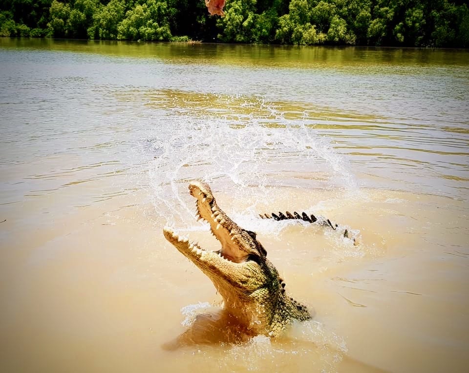 adelaide croc tour