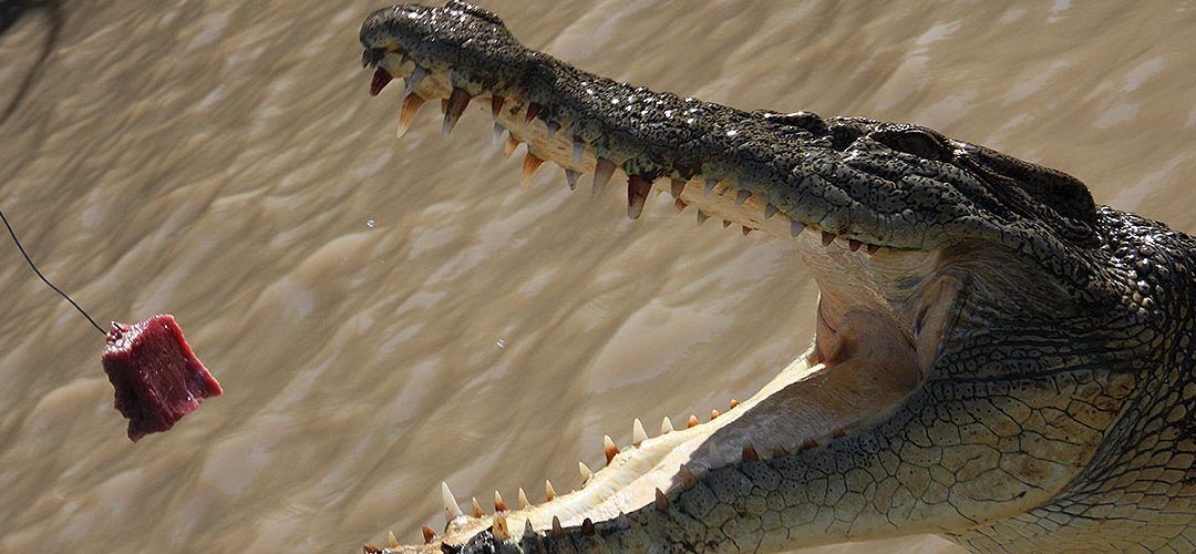 Snapping Crocodile in the muddy waters of Adelaide River