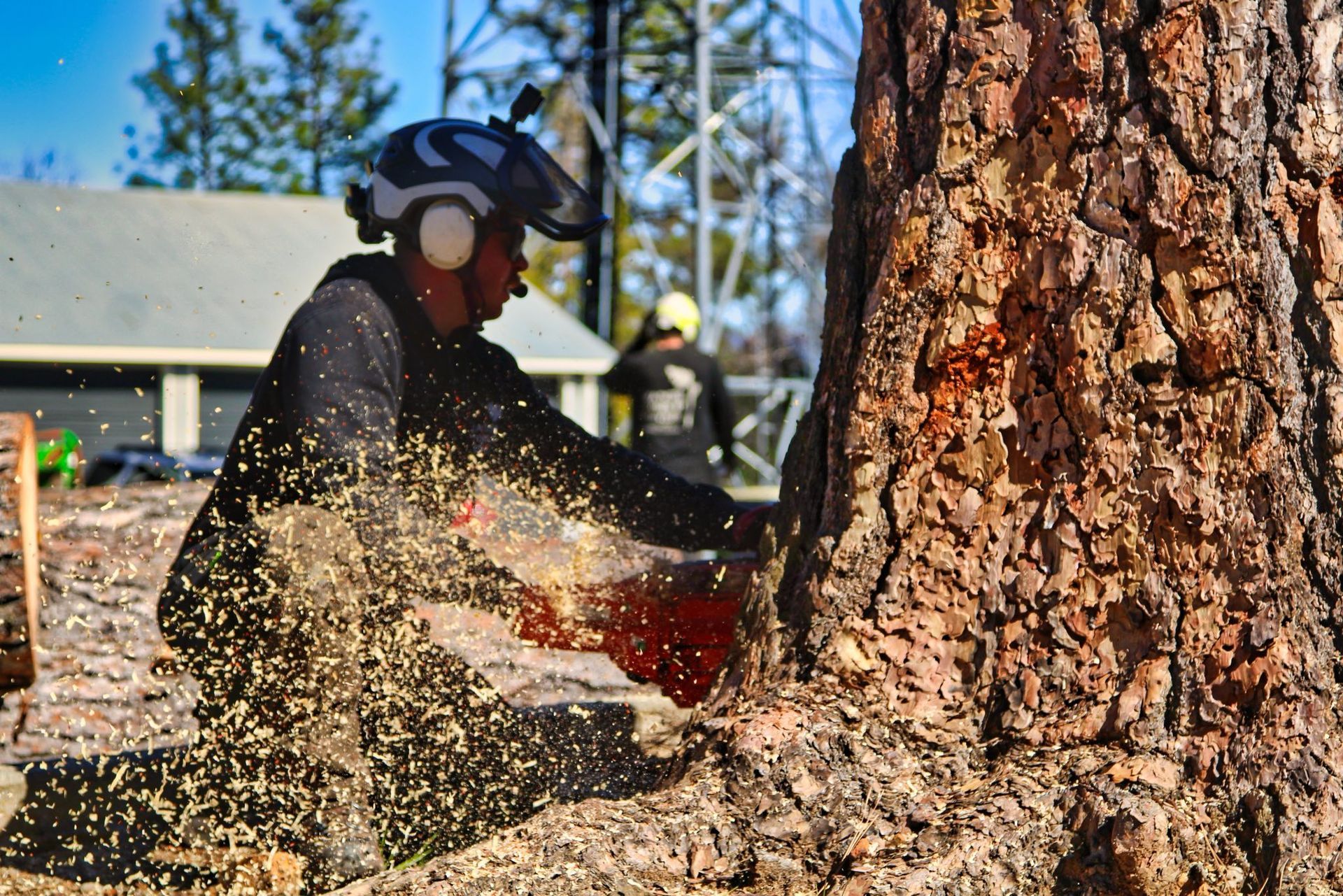 Tree Cutting Park City Utah