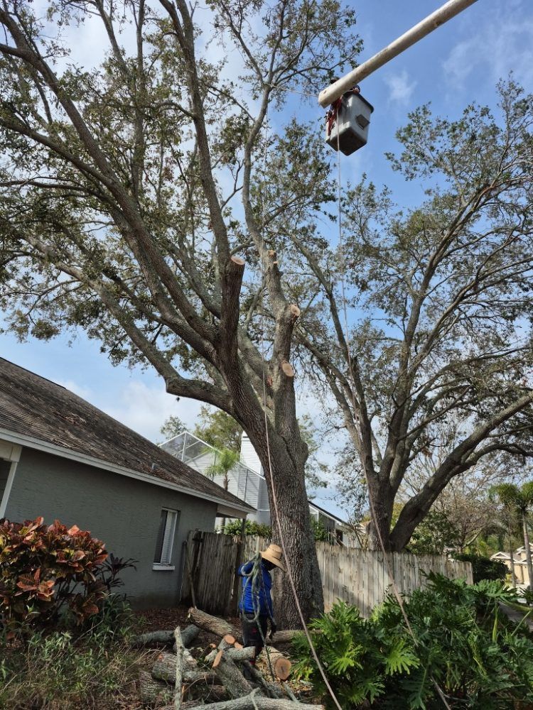 Tree Trimming Salt Lake City