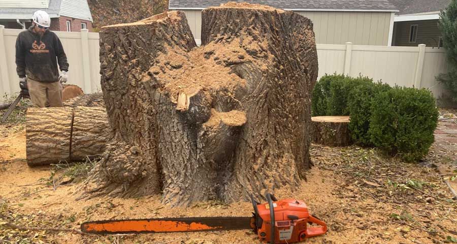 Tree Cutting Salt Lake Utah