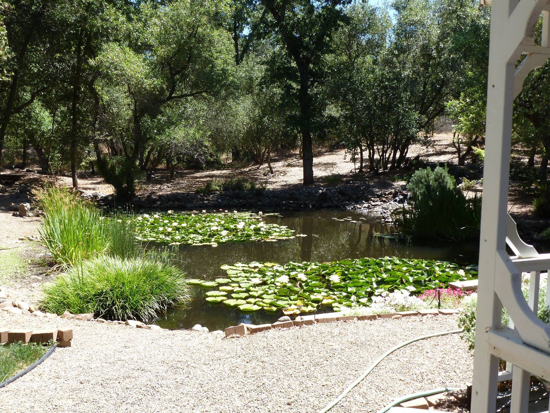 Garden Pond with Trees — Carmichael, CA — Elite Ponds