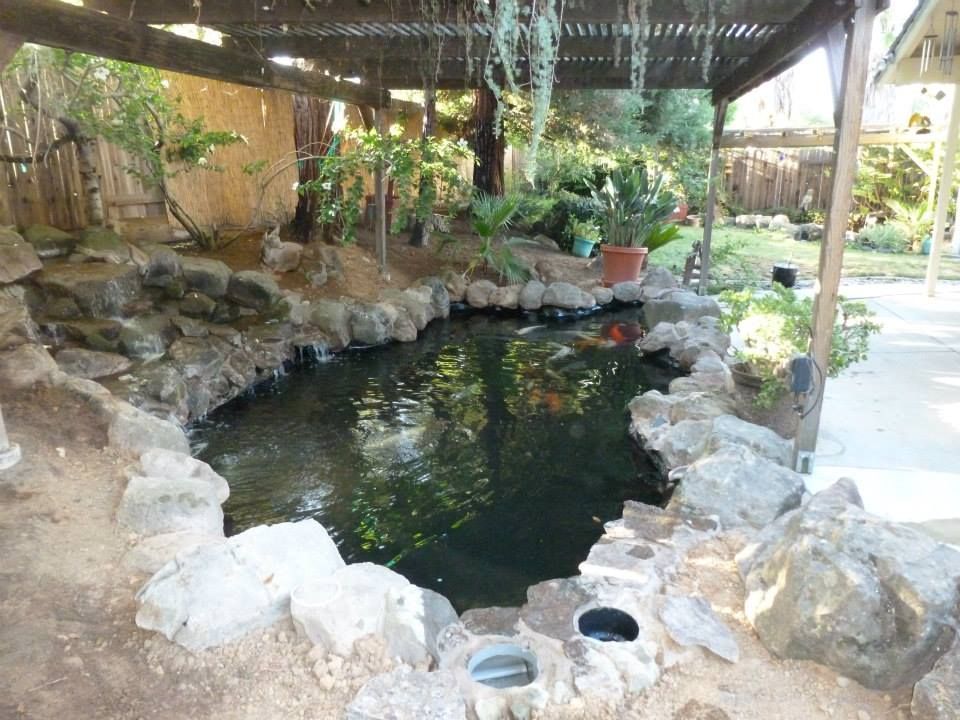 Clean Pond with Fish — Carmichael, CA — Elite Ponds