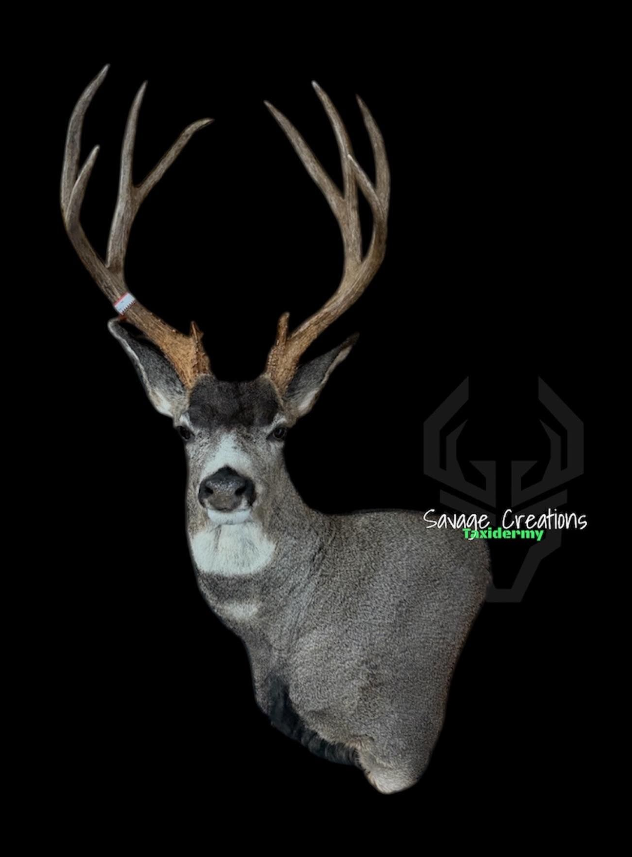 Taxidermied mule deer head with large antlers, dark fur, and black background.