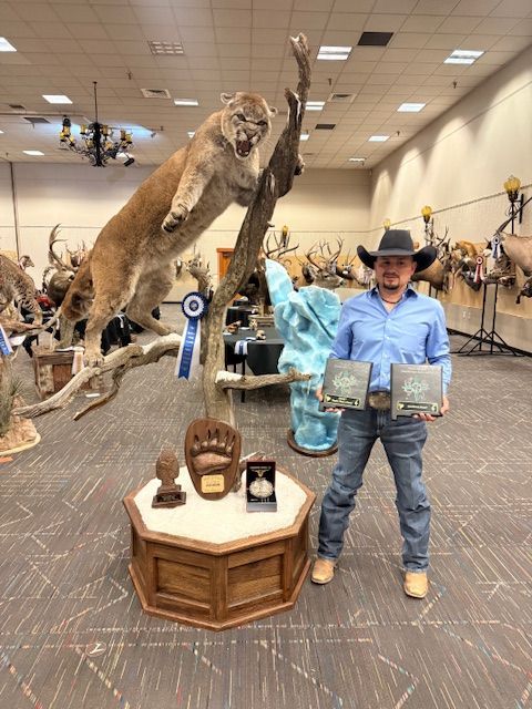 Gray wolf head against a black background, looking forward with attentive eyes.