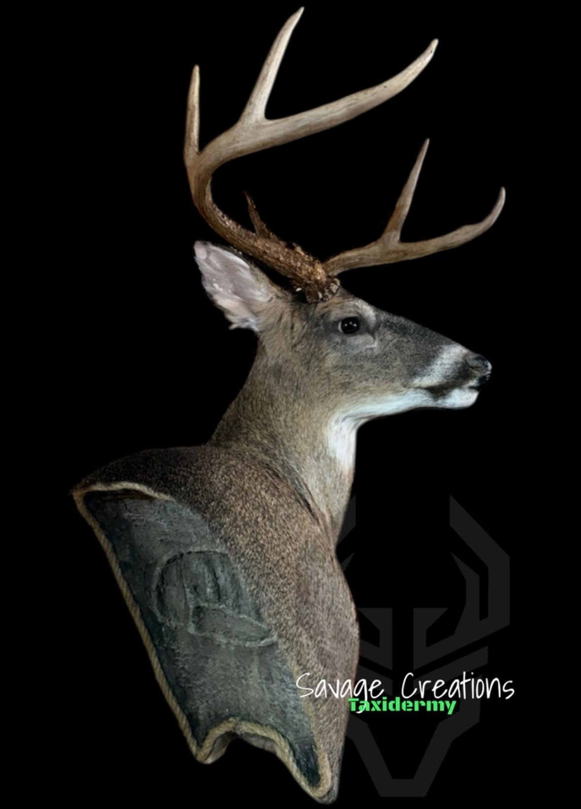 Taxidermied mule deer head with large antlers, set against a black background.