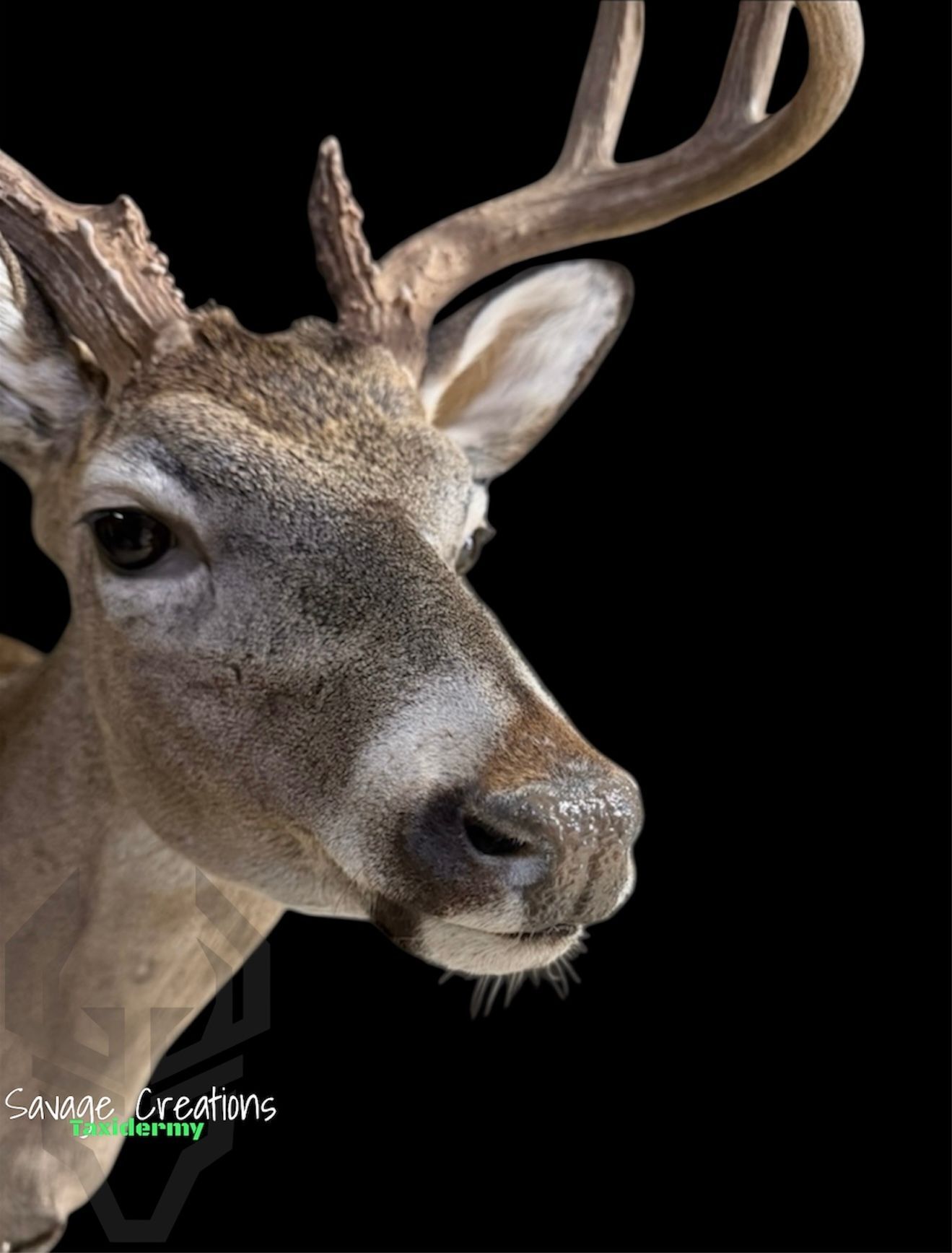 Mule deer taxidermy mount with large antlers on a black background.